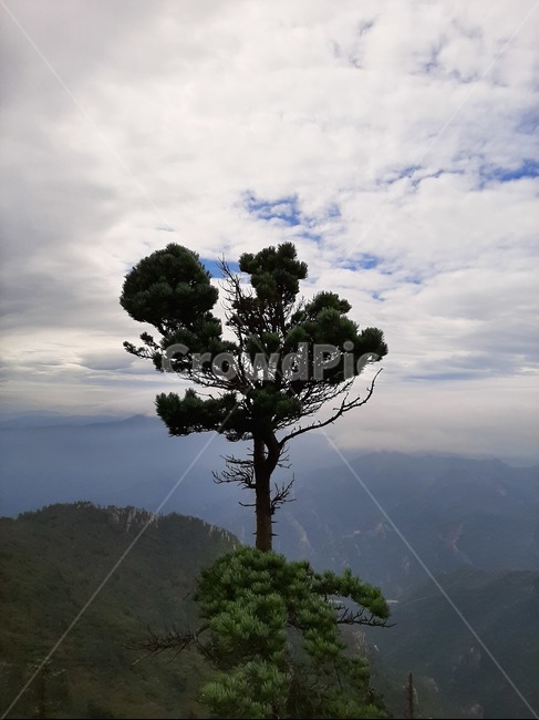 나무,홀로,정상,산,풍경,등산,소나무,외로운,배경,식물,tree,plant