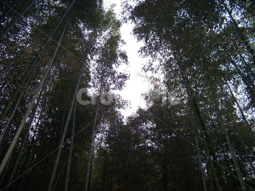 대나무,대나무숲,죽녹원,담양,죽림,자연,숲,녹색,녹음,풍경,경치,힐링,산림욕,고즈넉함,평온,휴식,자연광,우거진,울창함,피톤치드,숲길,여행지,감성,생태,촬영지,그늘,초록색,고요함,치유,아웃도어,신비감,명소,자연경관,자연친화,잎사귀,생명력,동양미,시원함,웅장함,무성함,나무,trees,wood