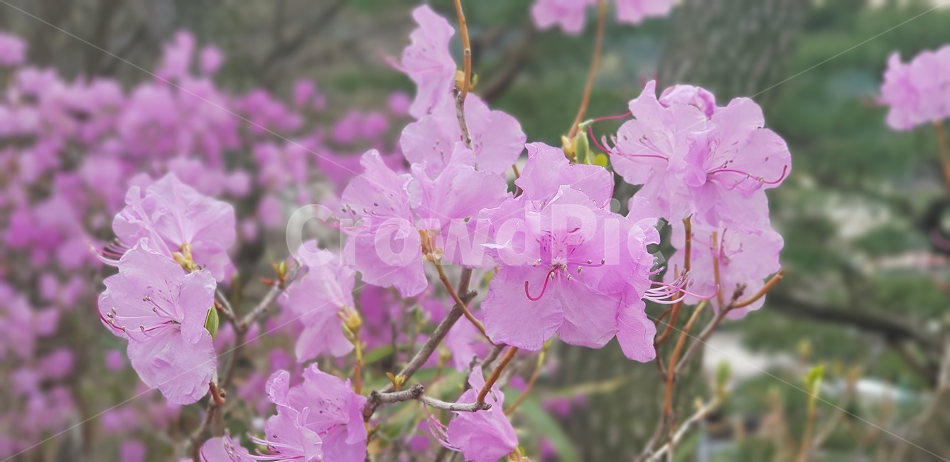 꽃,봄,따뜻함,자연,여유,아름다움