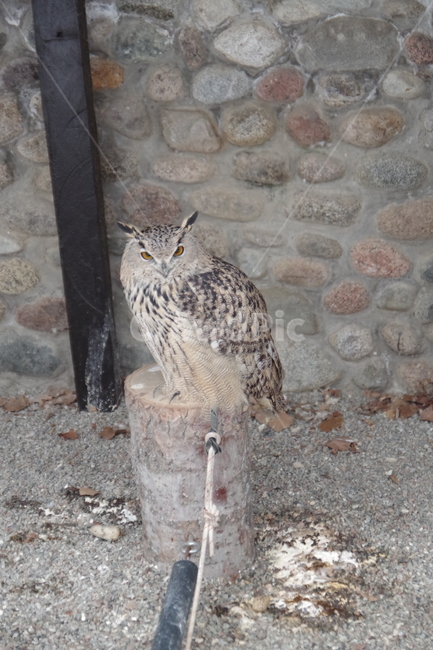 새,맹금류,부엉이,동물원,bird,owl,zoo