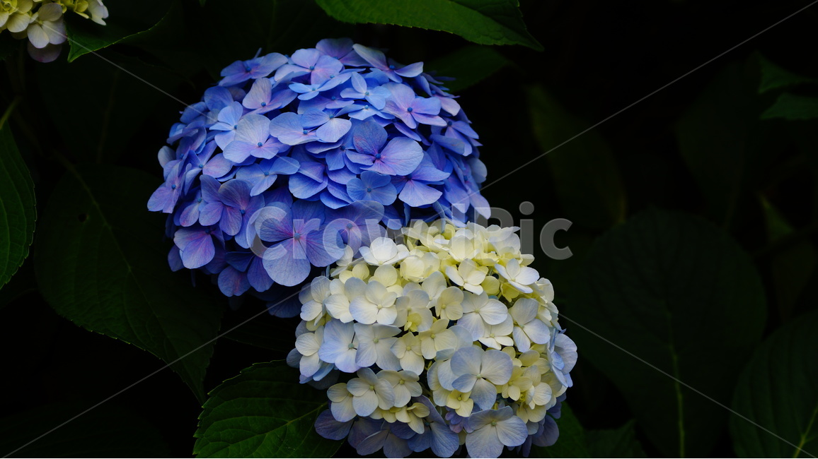 수국,꽃,꽃사진,식물,수국꽃,식물,자연,plants,nature,꽃,flower