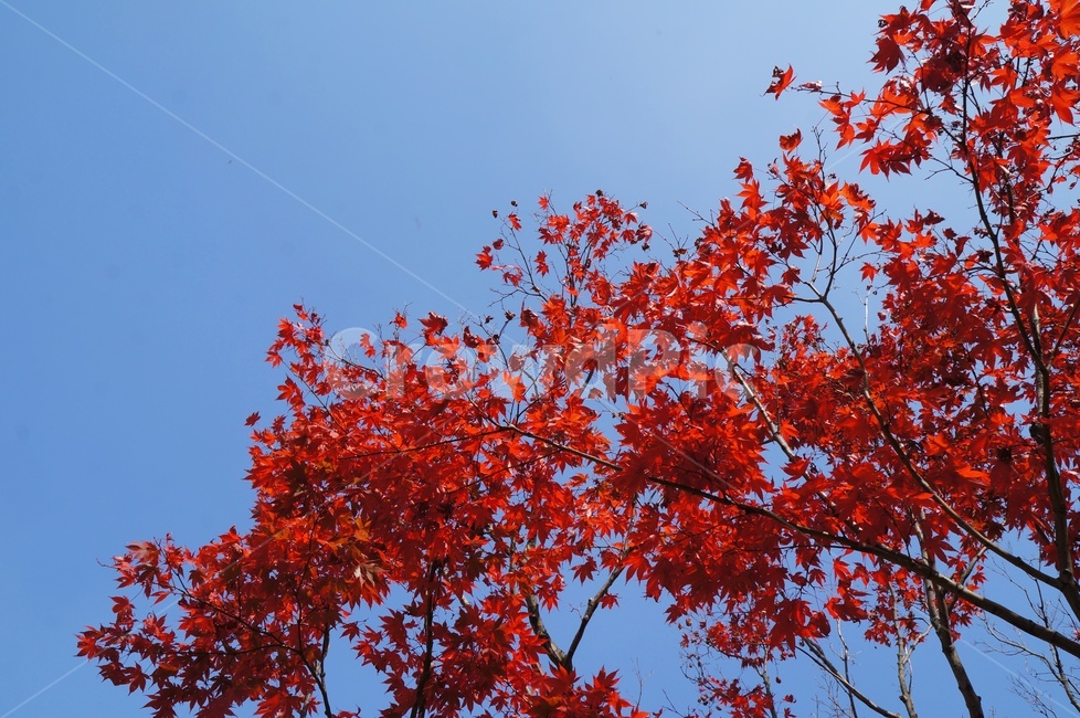 붉은단풍,가을,가을햇살,대비,맑음,단풍,찬란,홍단풍,가을,계절,fall,autumn,season,leaf,잎,plant,식물,tree,나무