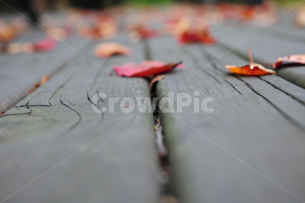 단풍,wood,나무,벤치,쓸쓸함,가을,낙엽,감수성,가을,계절,fall,autumn,season