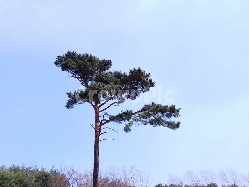 plant,식물,tree,나무,소나무