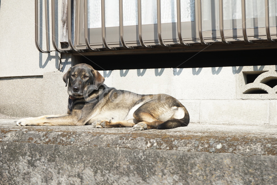 개,강아지,낮,여유,휴식,dog