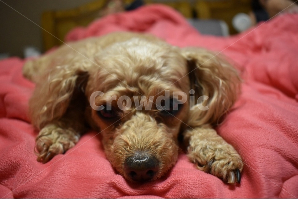 강아지,개,푸들,갈색푸들,토이푸들,동물,animal,포유류,mammal,개,강아지,dog,doggy