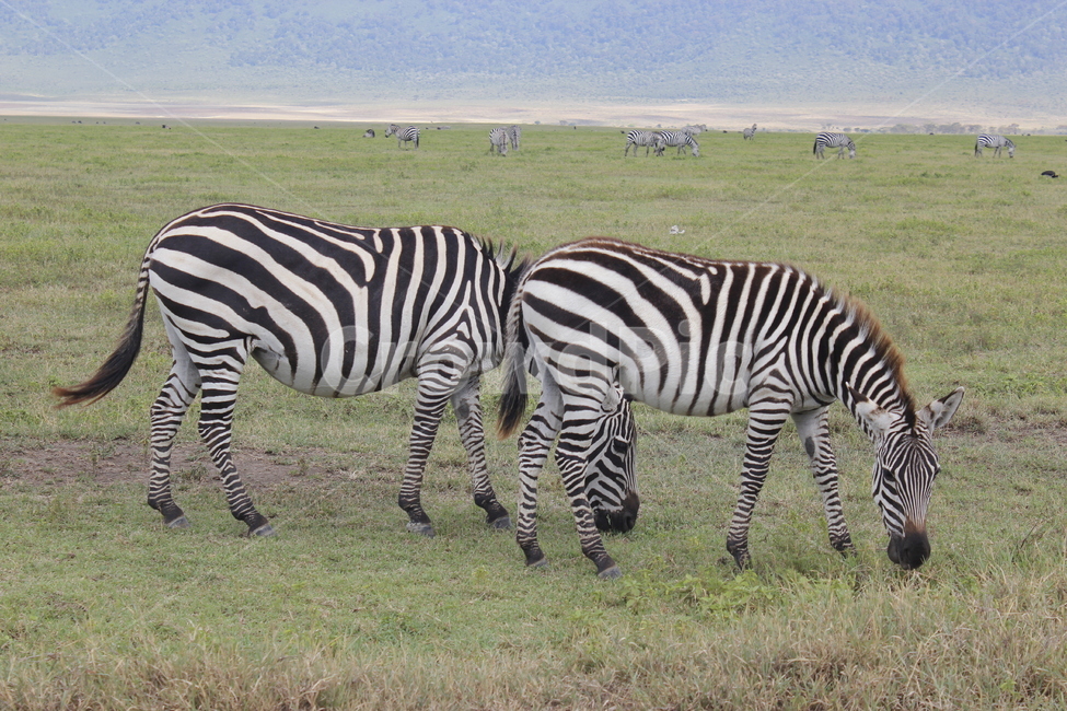 야생생물,얼룩말,animal,동물,zebra,wildlife,세렝게티,초원,아프리카,포유류,mammal