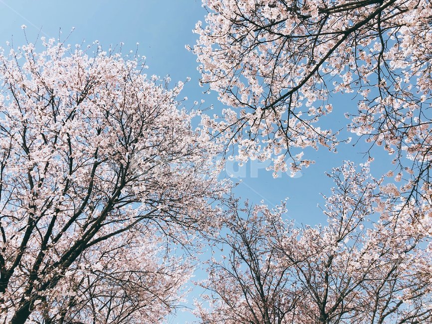 벚꽃,꽃,cherryblossom,봄,spring,봄,계절,spring,season,자연,풍경,nature,landscape,plant,식물,blossom,cherry blossom,flower