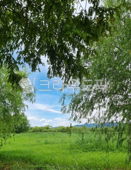 field, 들판, grassland, 목초지, 나무, 사진,이미지,일러스트,캘리그라피 - 크롱잉작가