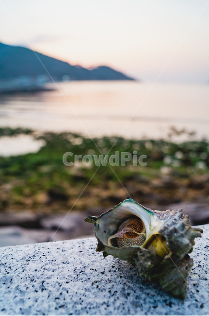 conch,바다,sea,beach,해안,자연