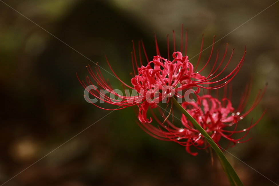 상사화,가을꽃,강한빨강,빨강,항아리,magiclily,식물,자연,plants,nature,꽃,flower