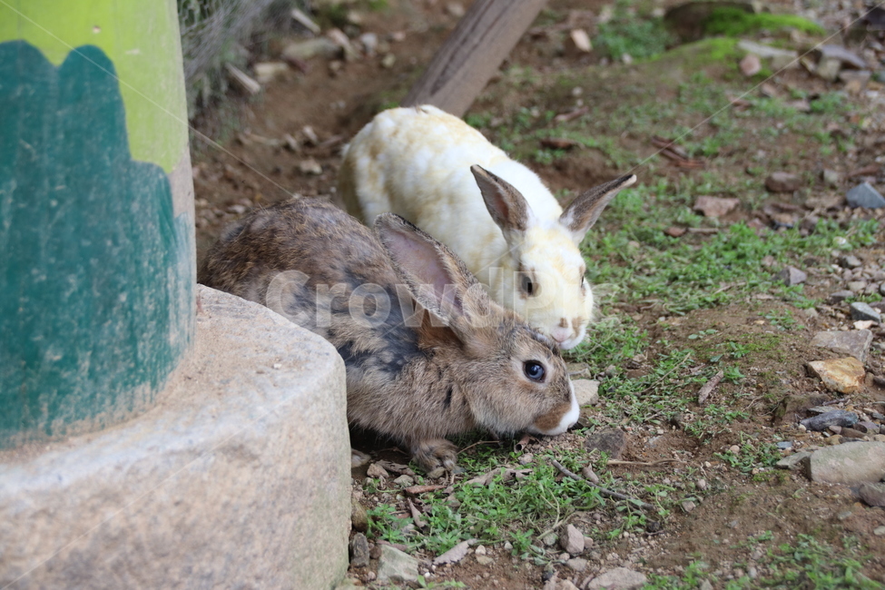 토끼,동물,자연,귀여움,순한,동물,animal,포유류,mammal