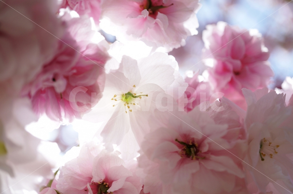 벚꽃,왕벚꽃,겹벚꽃,꽃,봄,봄,계절,spring,season,식물,자연,plants,nature,꽃,flower,plant,blossom