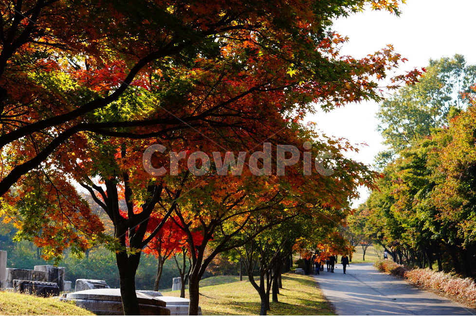 단풍,가을,풍경,빛,해,나무,가을,계절,fall,autumn,season,자연,풍경,nature,landscape,tree,plant,식물,tree trunk,나무 줄기