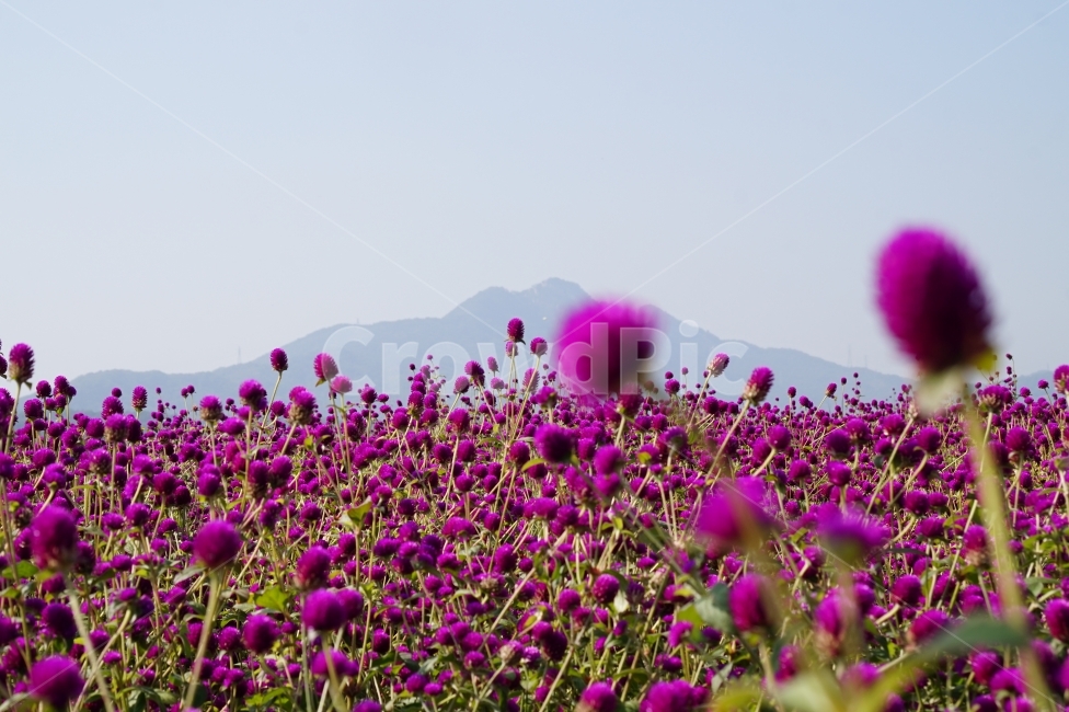 천일홍,나리공원,풍경,꽃이미지,나들이,식물,자연,plants,nature,꽃,flower