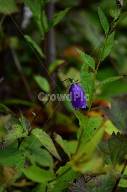 금강초롱꽃,야생화,식물,자연,꽃,생태,힐링,플라워,wildflower,flower,plants,nature,season,감성,느낌,emotion,feeling,여름,여러해살이풀,초롱꽃과,금강초록꽃속,자주색,식물,자연,plants,nature,꽃,flower
