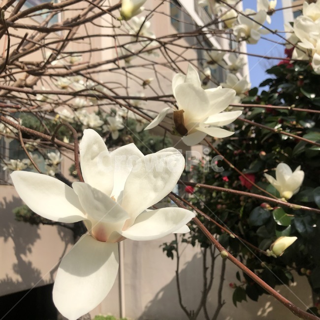 plant,식물,blossom,flower,꽃,목련,봄