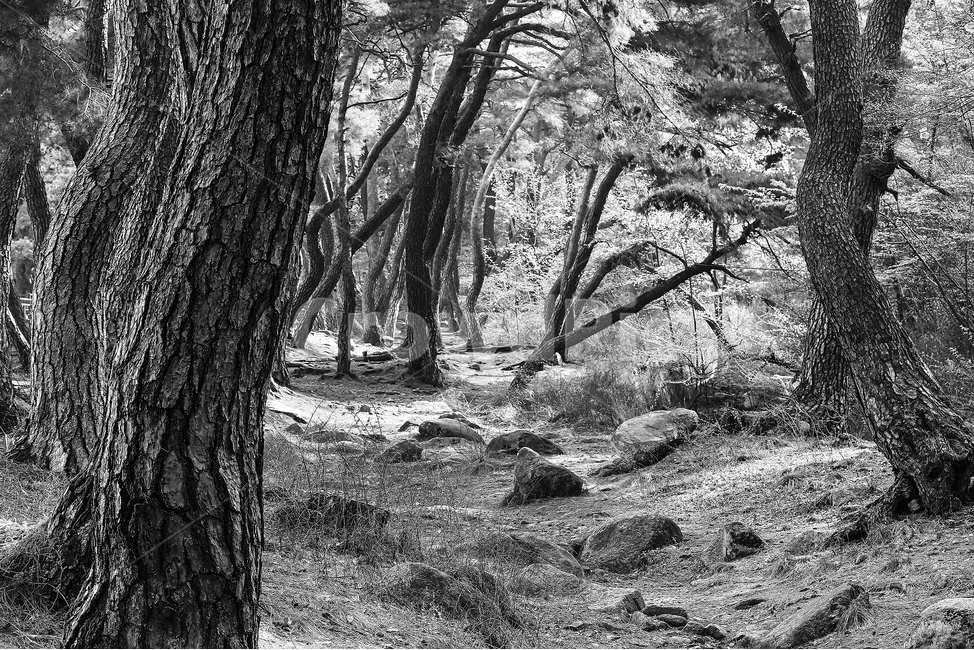 소나무,소나무숲,소나무길,오솔길,koreanredpine,절개,숲,솔낭구,자연,풍경,nature,landscape,흑백,모노톤,monochrome,black and white