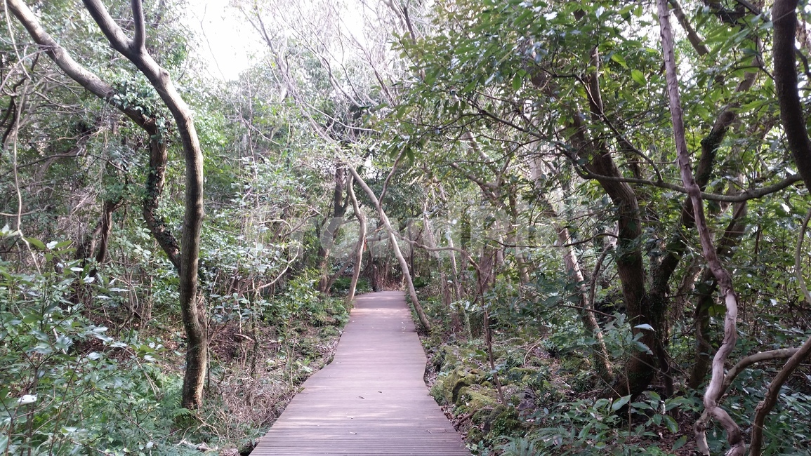 나무,숲,산책,바위,산책로,tree,식물,wood,forest,덤불숲,삼림지대,thicket,grove,woodland,walk,trail,오솔길,path