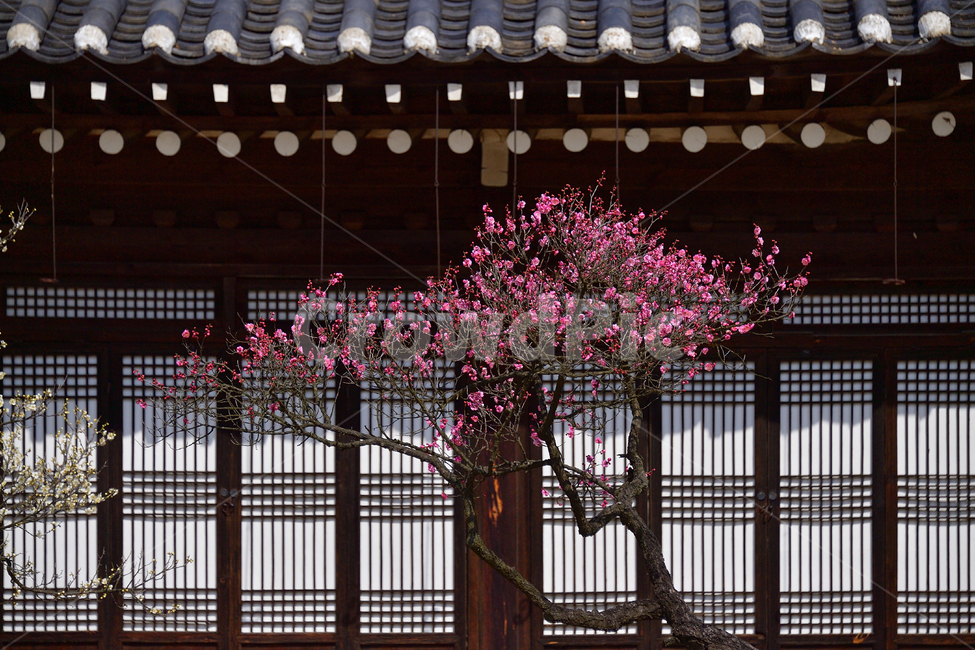 spring flowers,spring,pink,plant,tree,plum blossom