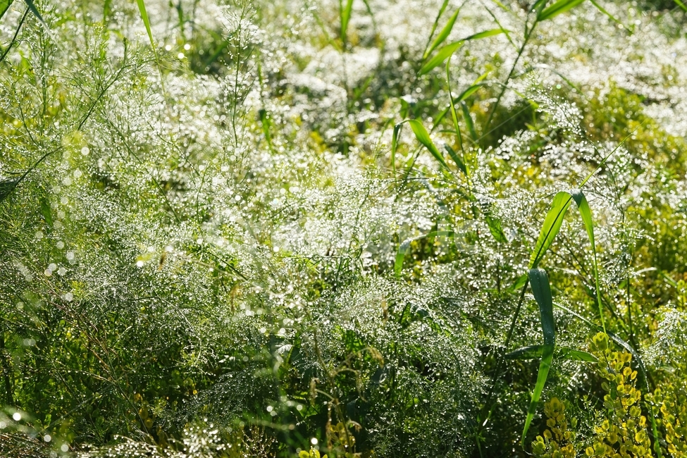 빗방울,비,아침햇살,풀,빛반사,식물,자연,plants,nature,휴식,힐링,rest,relaxation,healing