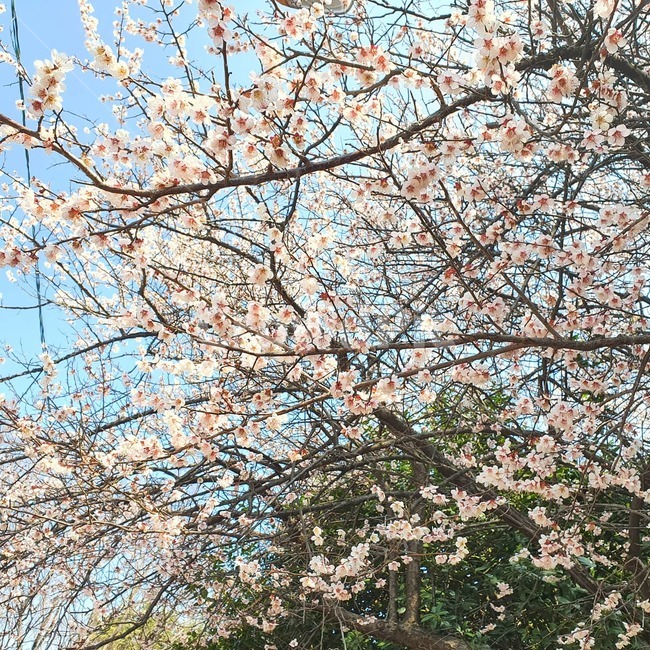 blossom,벚꽃,flower,꽃,cherryblossom,봄,나무,하늘,핑크색