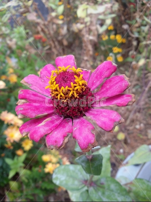 식물,plant,flower,자연,꽃,꽃잎,식물,자연,plants,nature,꽃,flower