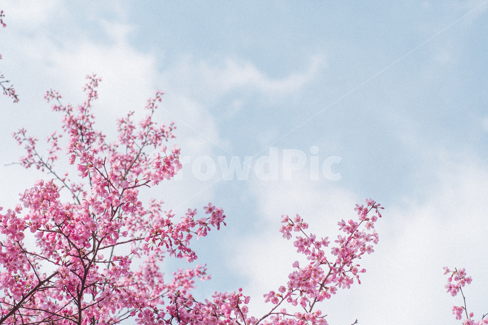 봄,꽃,배경화면,감성사진,스냅사진,핑크,벚꽃사진,봄,계절,spring,season,자연,풍경,nature,landscape,감성,sensible,feeling,plant,식물,blossom,flower