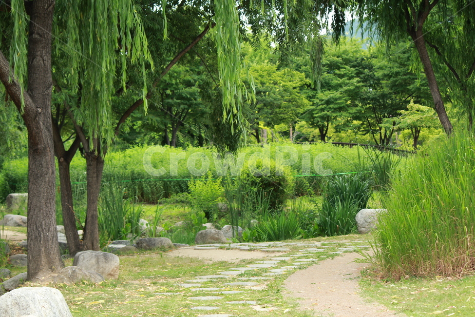 초록,나무,수양버들,공원,풀,자연,수목,식물