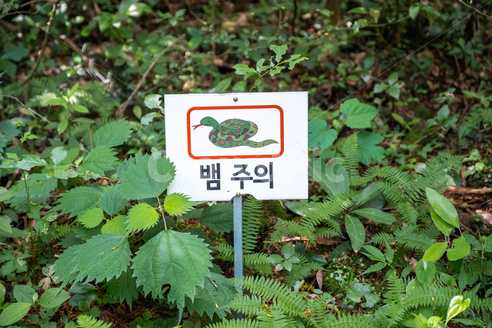 제주,제주도,섬,자연,풍경,경치,아름다운풍경,아름다움,nature,land,outdoor,비자림,나무,숲,뱀주의,뱀,주의판,경고판,풀,leaf,plant,식물,자연,풍경,nature,landscape,식물,plants,나무,trees,wood,잎