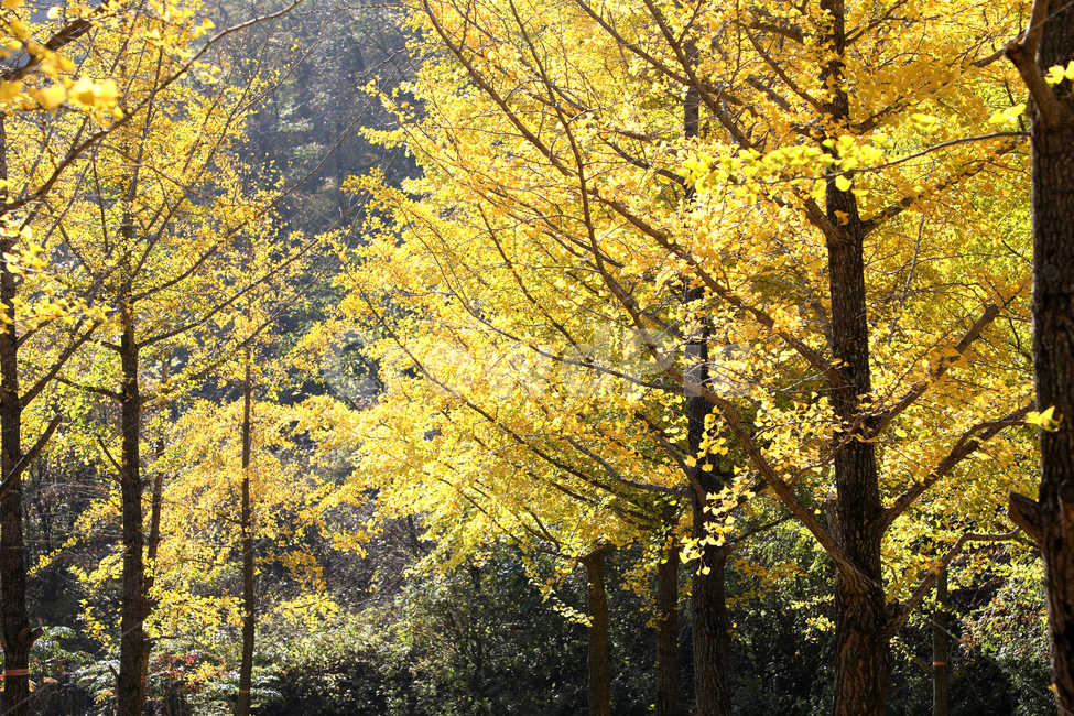 가을,은행,은행나무,가을풍경,자연,풍경,숲,가을,계절,fall,autumn,season,자연,풍경,nature,landscape,식물,plants,나무,trees,wood,plant,tree