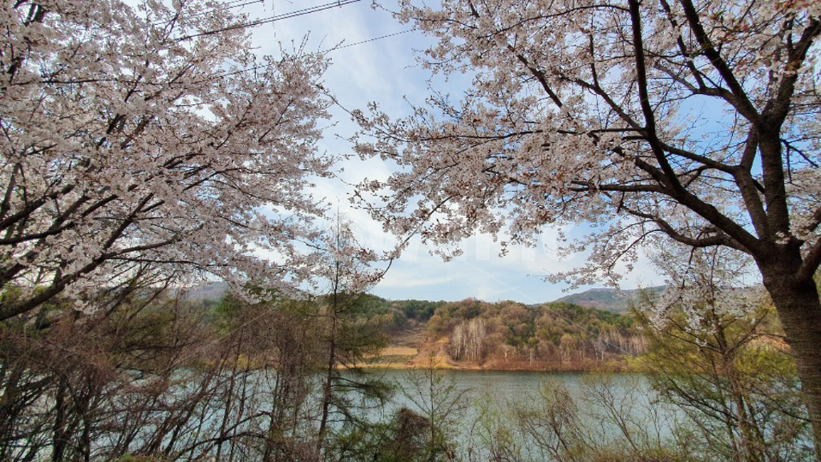 봄,풍경,벚꽃,flower,spring