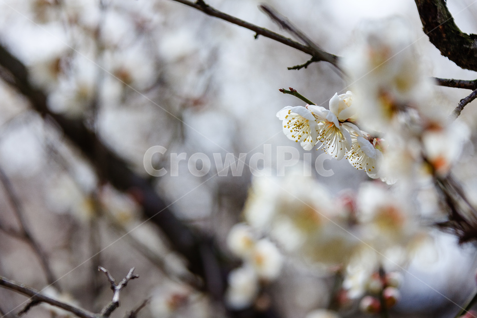 매화,식물,꽃,봄,꽃들,꽃잎,봄,계절,spring,season,식물,자연,plants,nature,꽃,flower,plant
