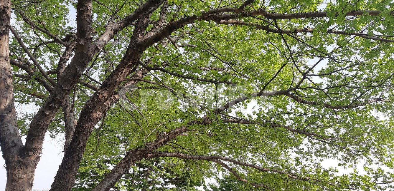 자연,tree,나무,식물,나무줄기