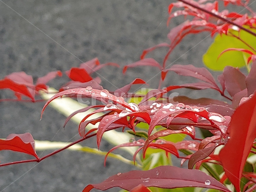 풍경,가을,단풍,붉은색,나무,식물,자연,plants,nature