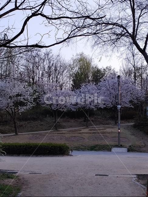 풍경,길,거리,저녁,벚꽃,꽃길