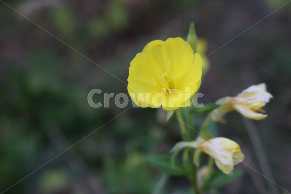 꽃,들꽃,flowers,wildflower,봄꽃