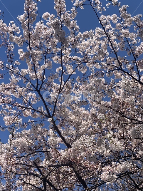 봄,벚꽃,꽃,blossom,flower,cherryblossom