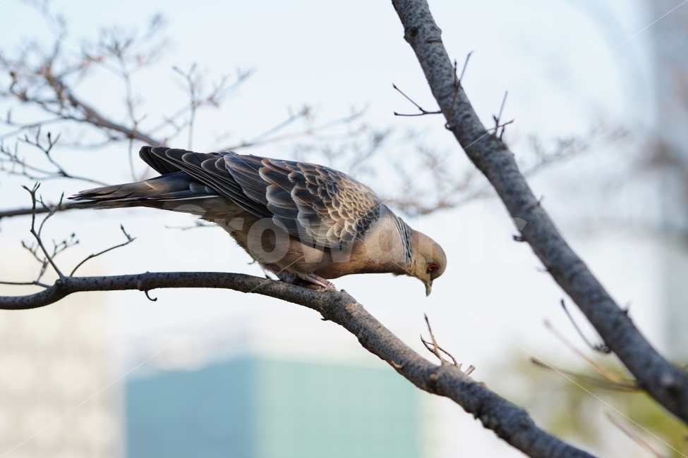 feather,city,March,branch,cute,building,spring,bird,pigeon,sky,pretty,profile,tree,Birds,seoul,peace,eastern ringdove,animal,wing,turtle dove
