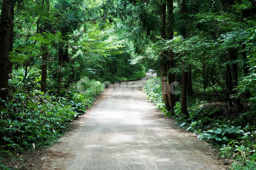 제주도,자연,풍경,jejuisland,jeju,nature,landscape,숲,산책길,사려니숲,나무,forest,walkway,tree,자연,풍경,nature,landscape,garden,정원,outdoors,옥외,arbour,정자