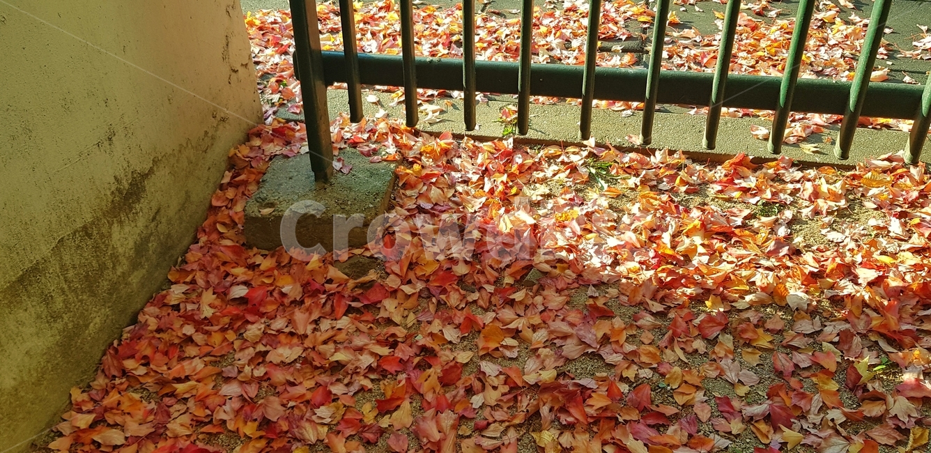 leaf,잎,가을,단풍,단풍잎,계절,가을,계절,fall,autumn,season,plant,식물,tree,나무