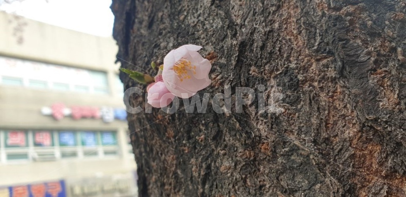 봄,나뭇잎,벚꽃,벚꽃나무,나무,나무줄기,잎,잎사귀,꽃,flower,tree,자연