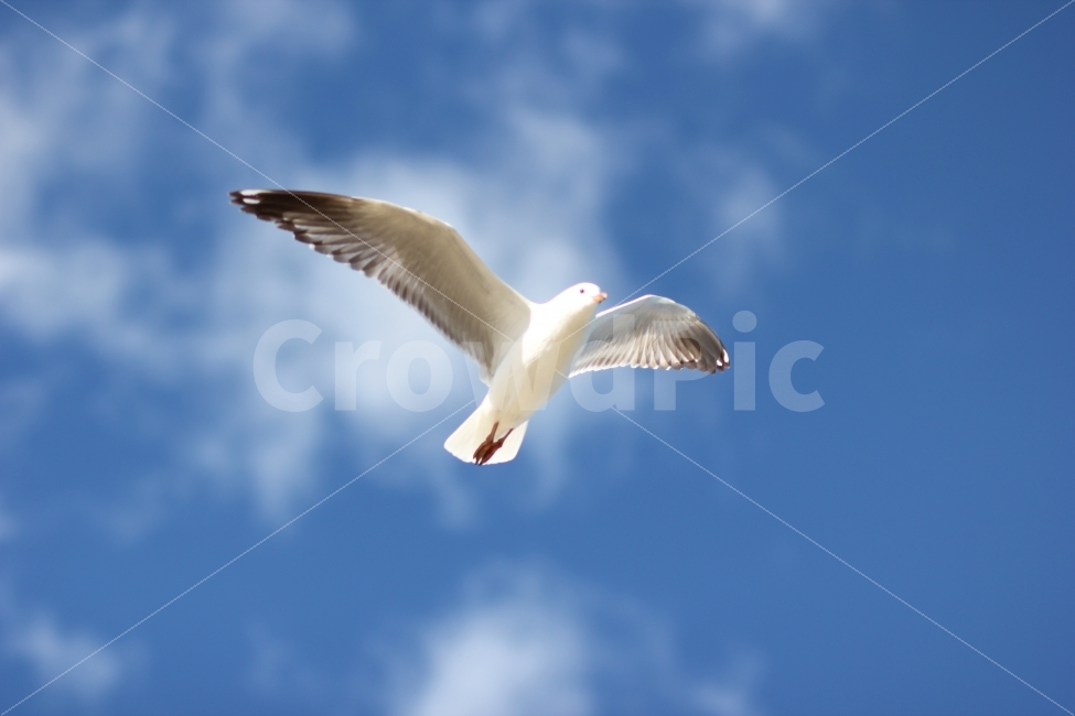 갈매기,seagull,푸른하늘,bluesky,새,동물,animal,조류,새,birds