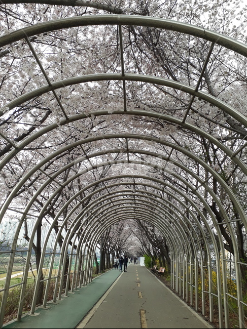 garden,벚꽃,봄,꽃,person,정원,거리,그늘,숲
