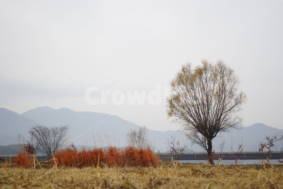 나무,가을,비,가을비,스산한,가을,계절,fall,autumn,season,자연,풍경,nature,landscape,한국자연풍경,한국자연경관,korea nature landscape,식물,plants,나무,trees,wood,plant,tree,outdoors,옥외