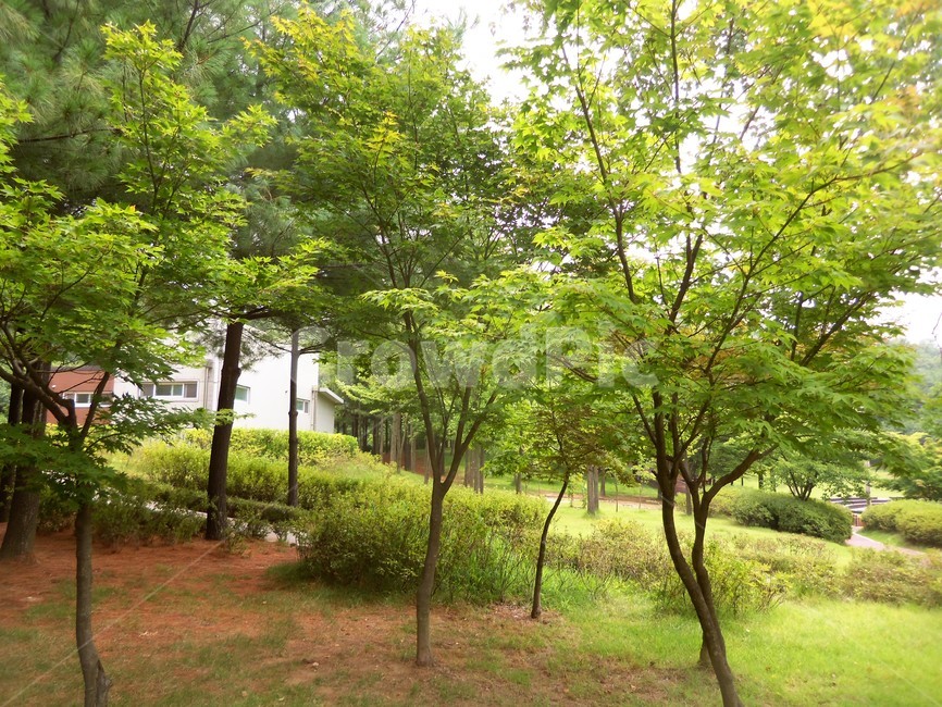 여름공원,공원풍경,공원,나무,숲,자연,풍경,nature,landscape,tree,plant,식물
