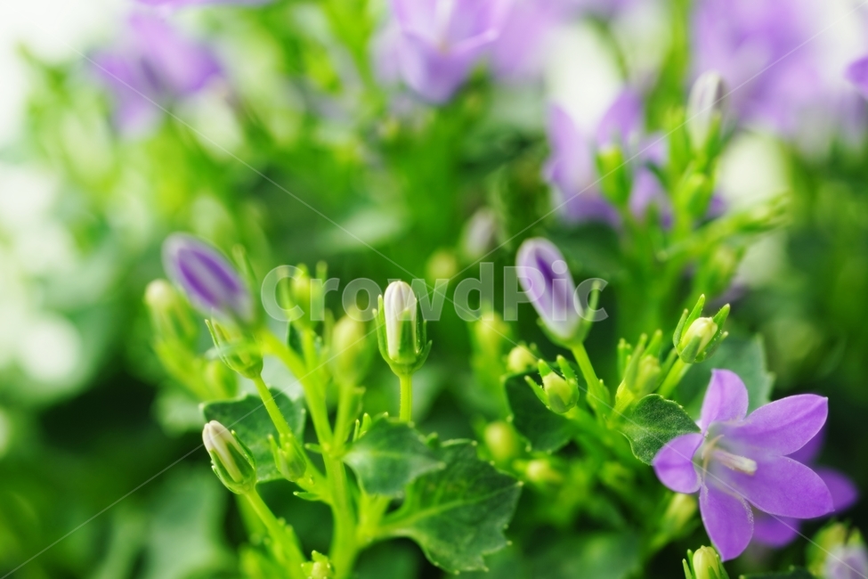 벨플라워,종꽃,봄꽃,화초,식물,자연,풍경,nature,landscape,식물,plants,꽃,flower,plant,geranium,제라늄,blossom
