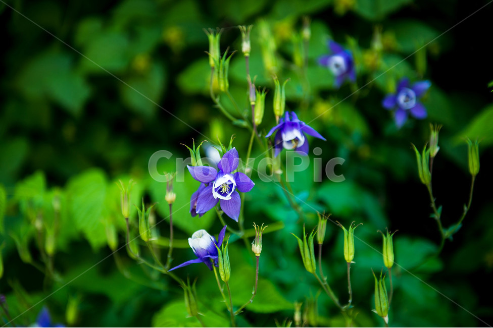 꽃,접사,자연,봄꽃,봄,식물,자연,plants,nature,꽃,flower