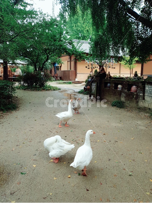 오리,동물,자연,오리친구,흰색,bird,animal,새,조류,동물,animal,조류,새,birds