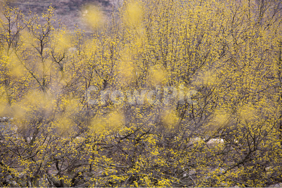 산수유,산수유꽃,풍경,봄,자연,계절,spring,season,식물,나무